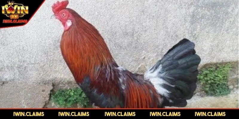 Yếu tố dinh dưỡng vô cùng quan trọng