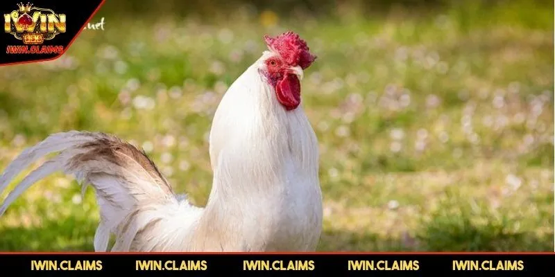 Giới thiệu nguồn gốc của loài Gà điều chân trắng